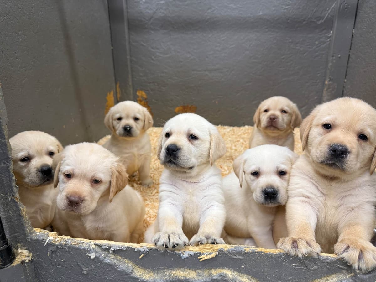 Labrador Retriever Puppies breeder image 23