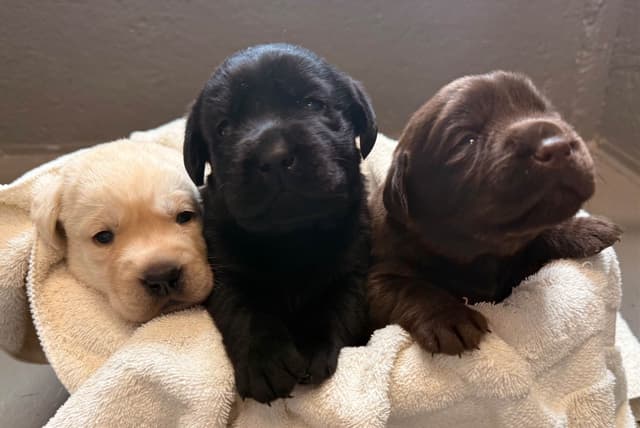 Labrador Retriever Puppies media 2