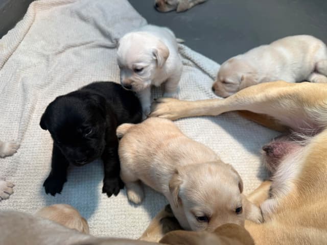 Labrador Retriever Puppies media 3