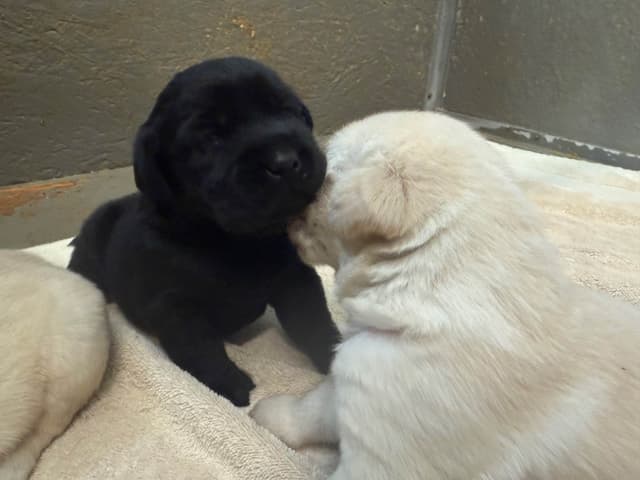 Labrador Retriever Puppies media 4