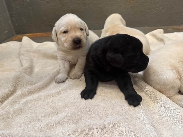 Labrador Retriever Puppies media 6