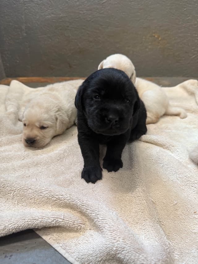 Labrador Retriever Puppies media 7