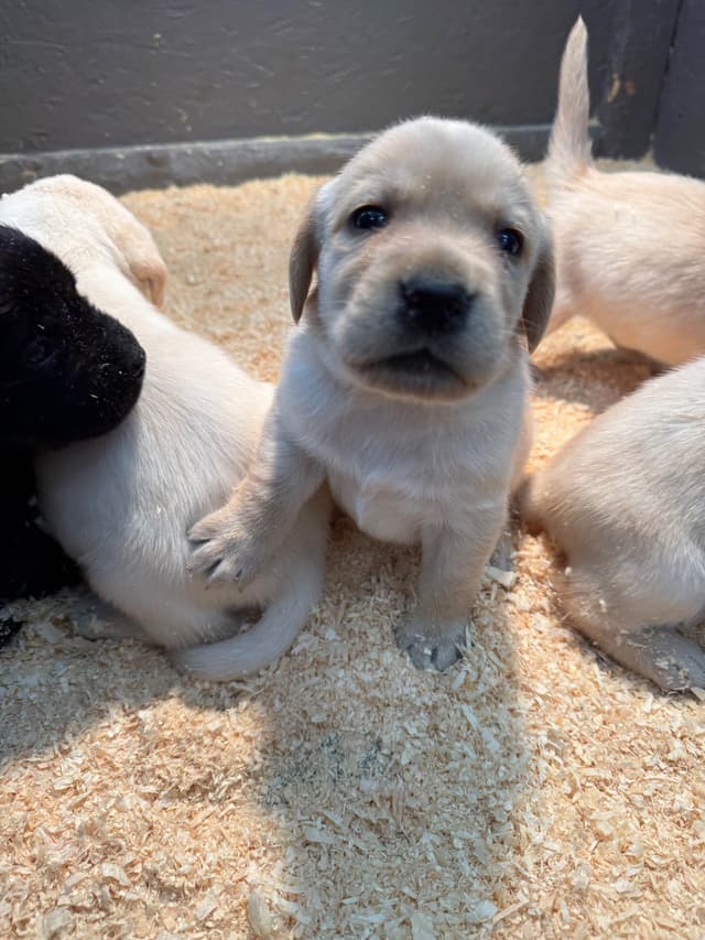 Labrador Retriever Puppies media 9