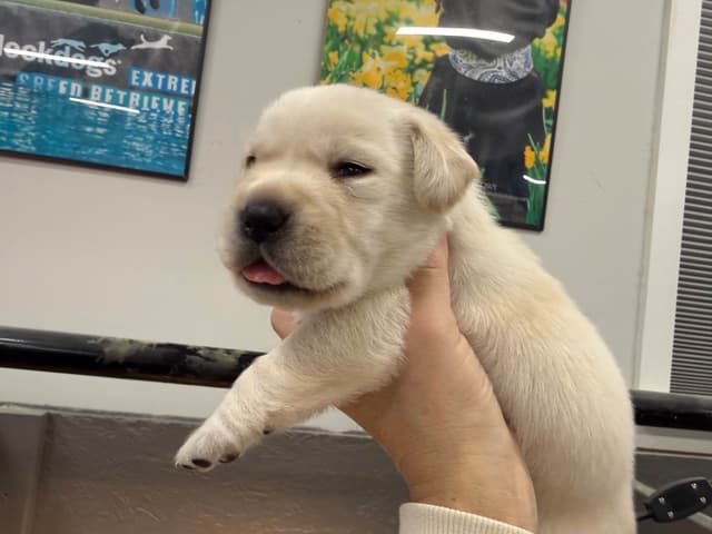 Labrador Retriever Puppies media 3