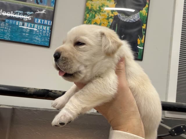 Labrador Retriever Puppies media 4