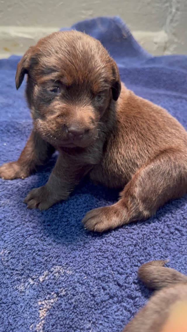 Labrador Retriever Puppies media 5