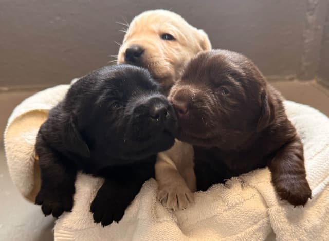 Labrador Retriever Puppies media 6