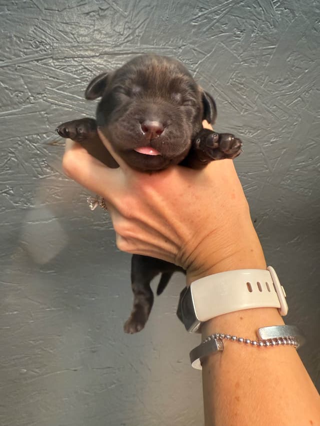 Labrador Retriever Puppies media 7