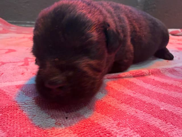 Labrador Retriever Puppies media 8