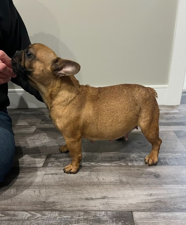 Red Fawn French Bulldog Puppies media 5