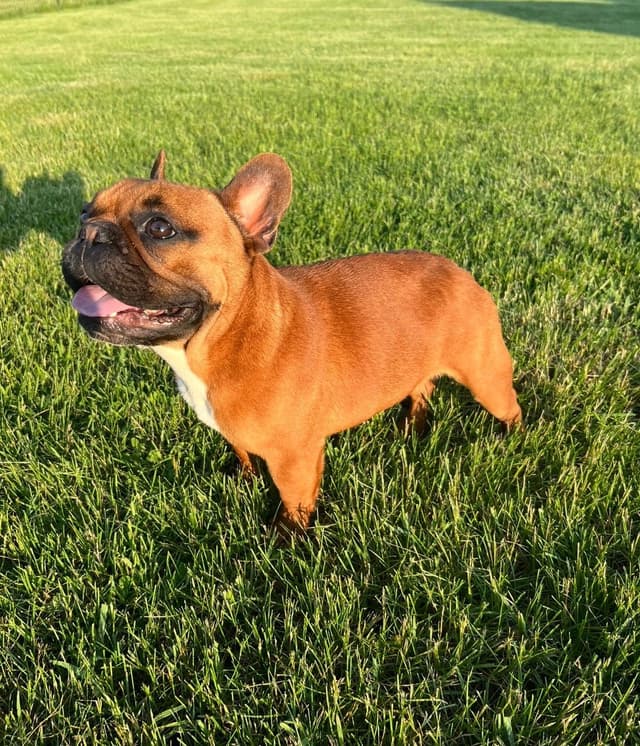 Red Fawn French Bulldog Puppies media 4
