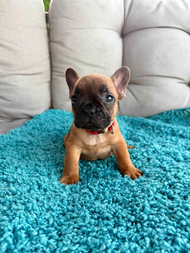 Red Fawn French Bulldog Puppies media 3