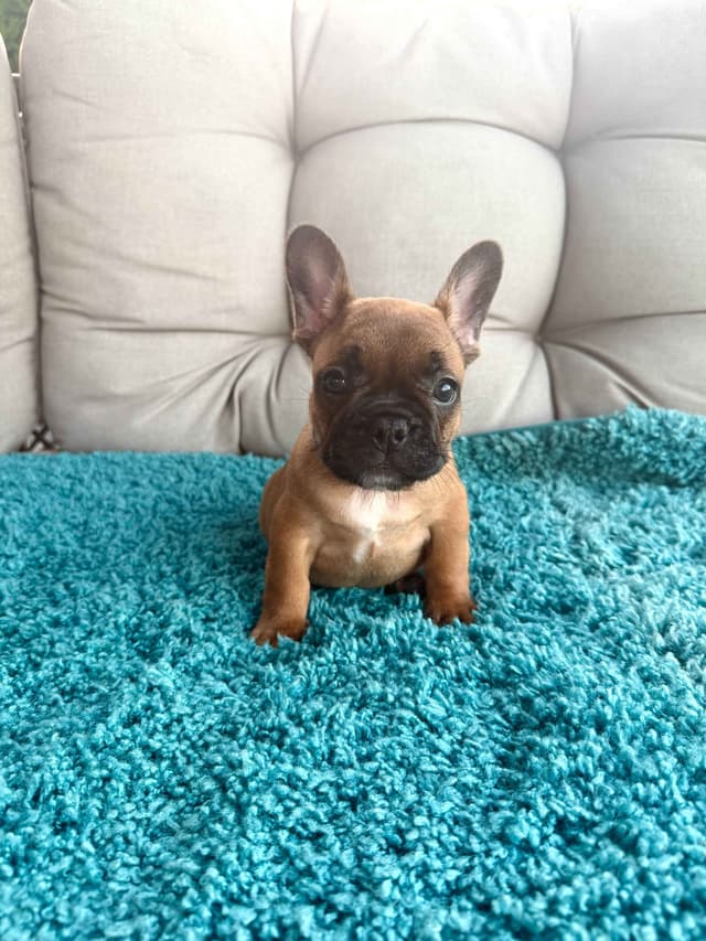 Red Fawn French Bulldog Puppies media 2