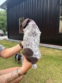 German Shorthaired Pointer Puppies media 2