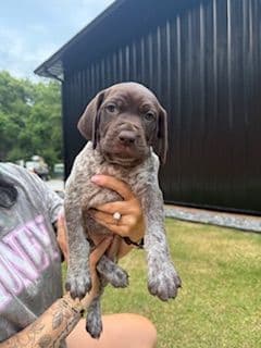 German Shorthaired Pointer Puppies media 3