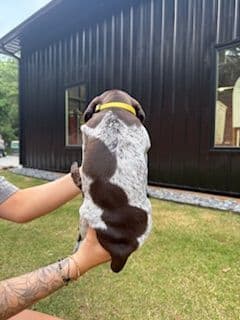 German Shorthaired Pointer Puppies media 4