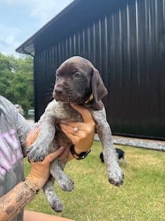 German Shorthaired Pointer Puppies media 5