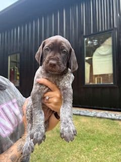 German Shorthaired Pointer Puppies media 7