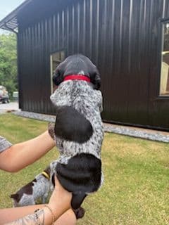 German Shorthaired Pointer Puppies media 8
