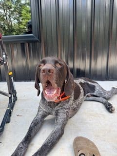 German Shorthaired Pointer Puppies breeder image 3