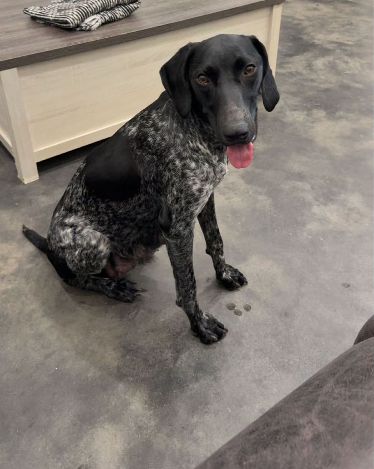 German Shorthaired Pointer Puppies breeder image 1