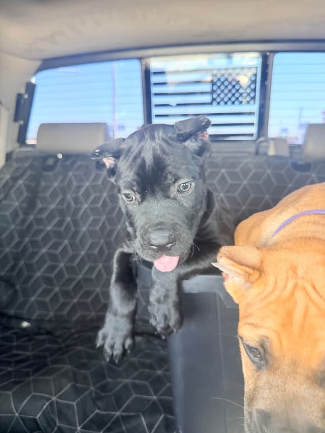 Cane Corso Puppies media 2