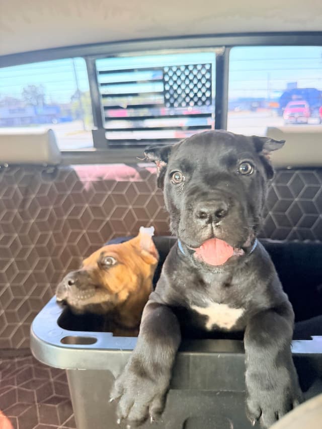Cane Corso Puppies media 4