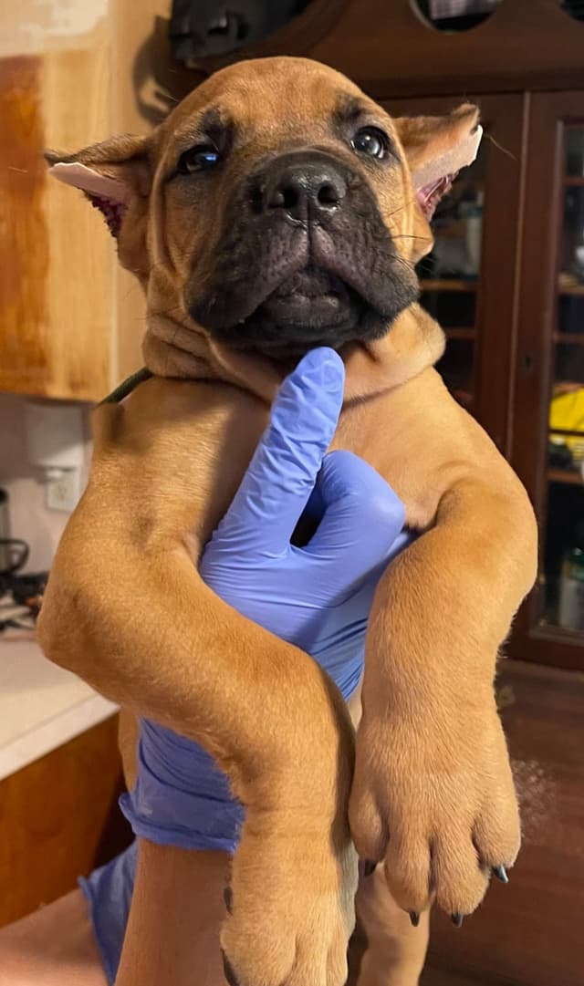 Cane Corso Puppies media 5