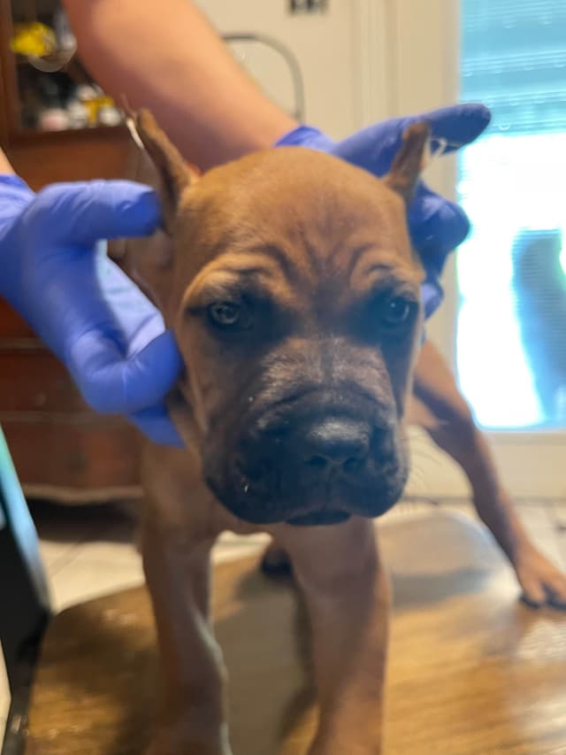 Cane Corso Puppies media 6