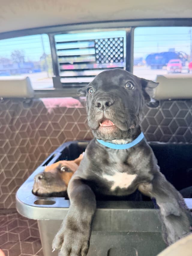 Cane Corso Puppies media 8