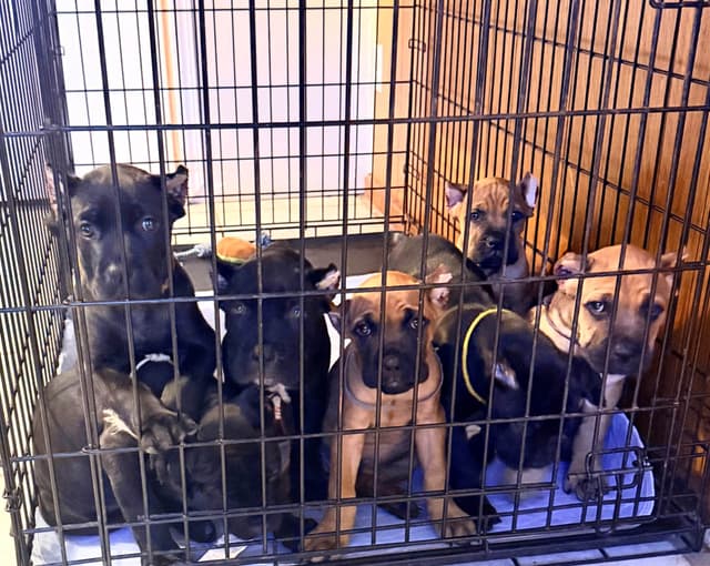 Cane Corso Puppies media 7