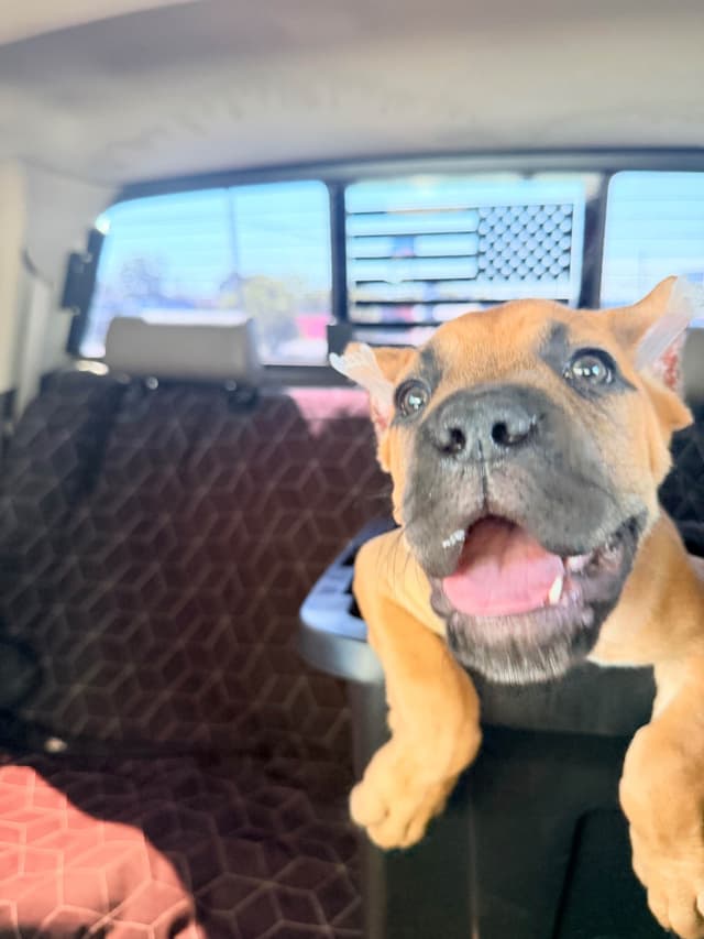 Cane Corso Puppies media 10