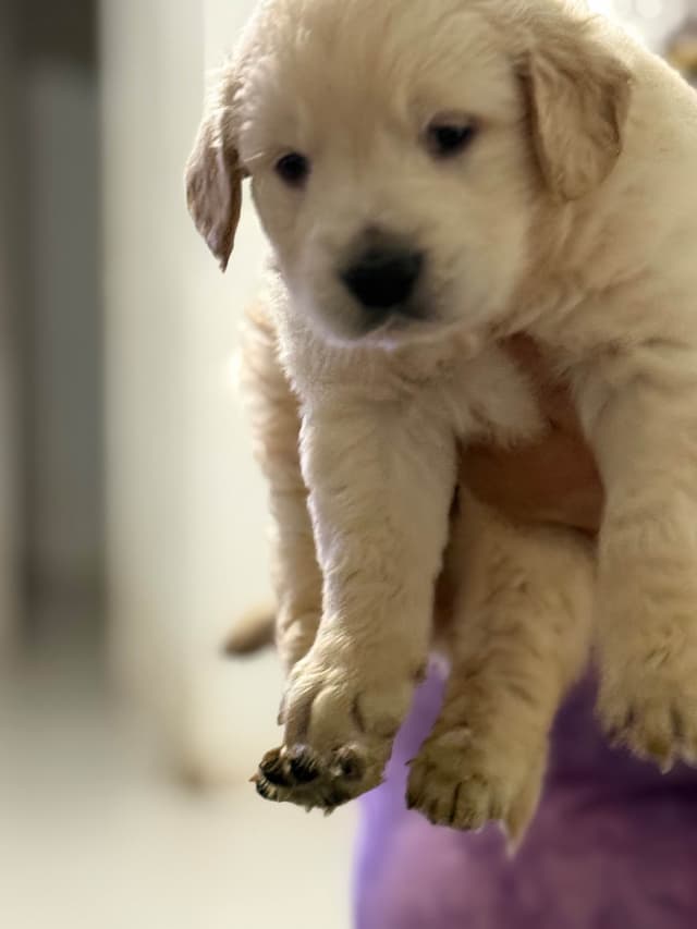 Golden Retriever Puppies media 3
