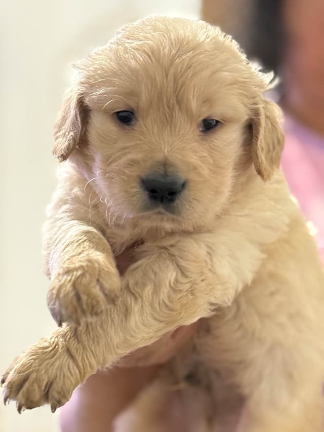 Golden Retriever Puppies media 4