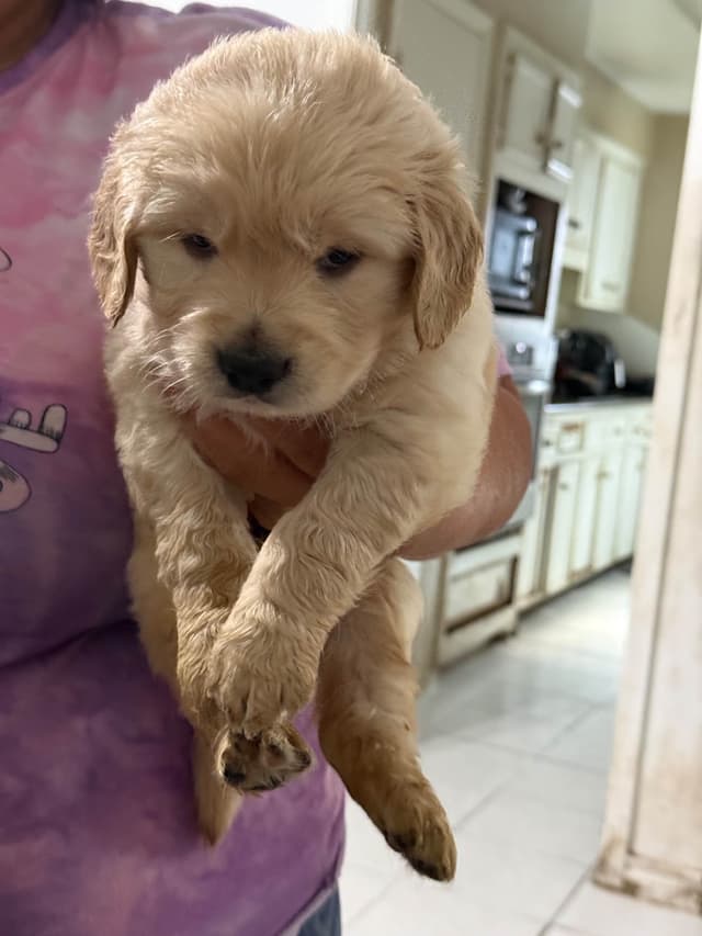 Golden Retriever Puppies media 5