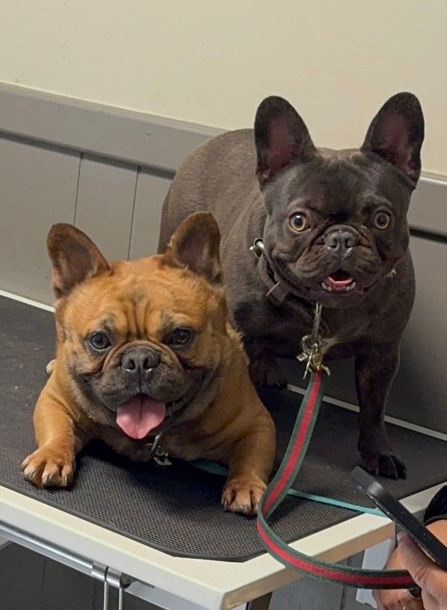 French Bulldog Puppies breeder image 1
