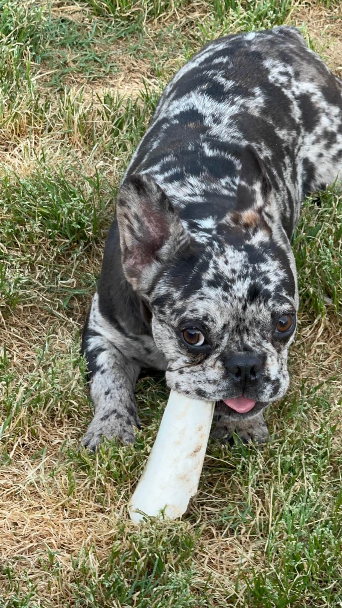 French Bulldog Puppies breeder image 2