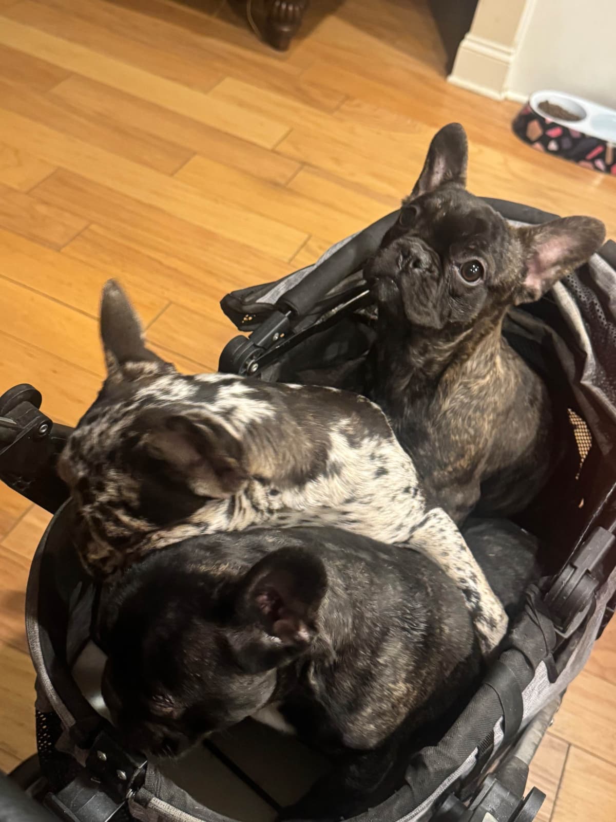 French Bulldog Puppies breeder image 3