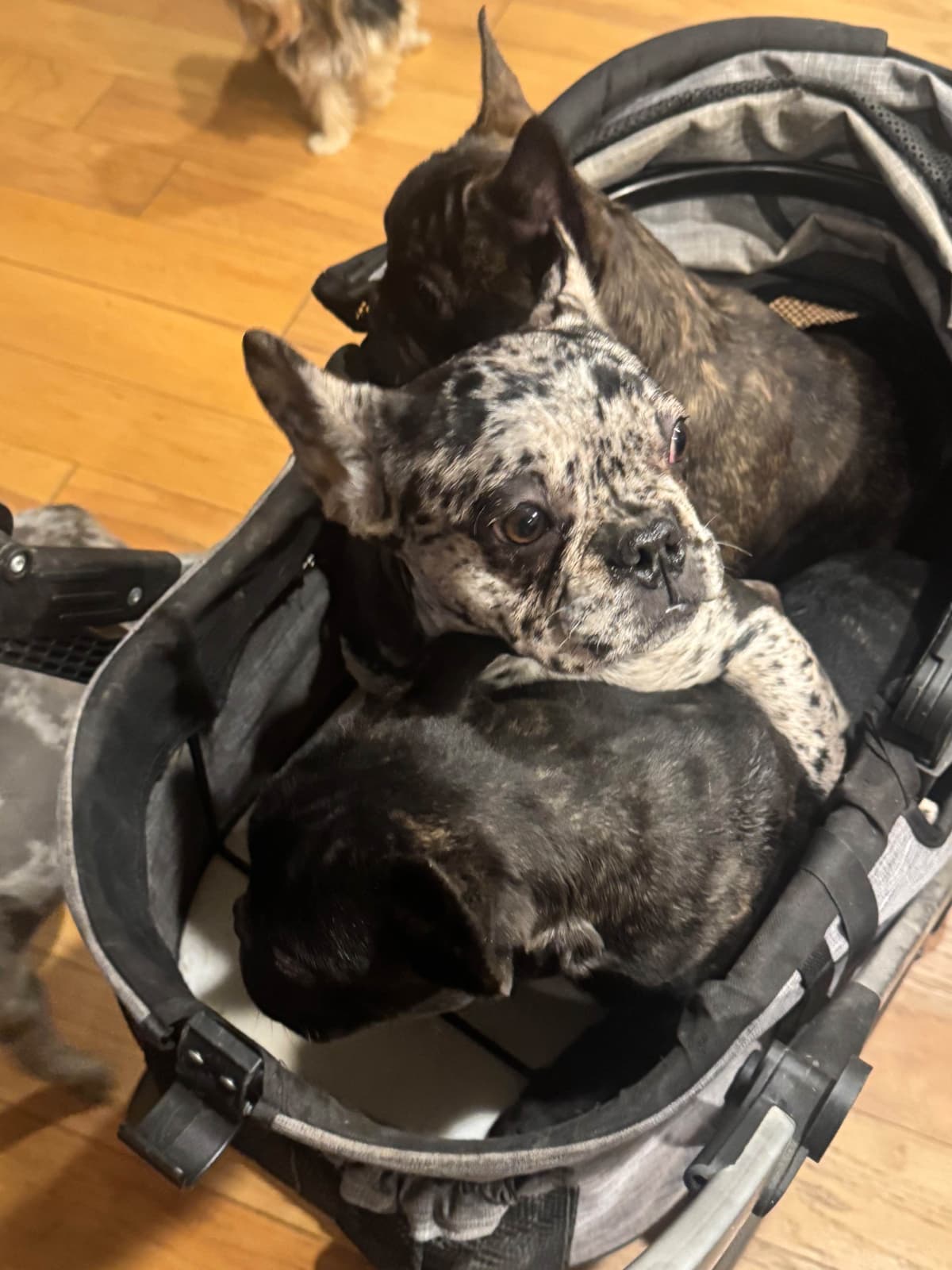 French Bulldog Puppies breeder image 5