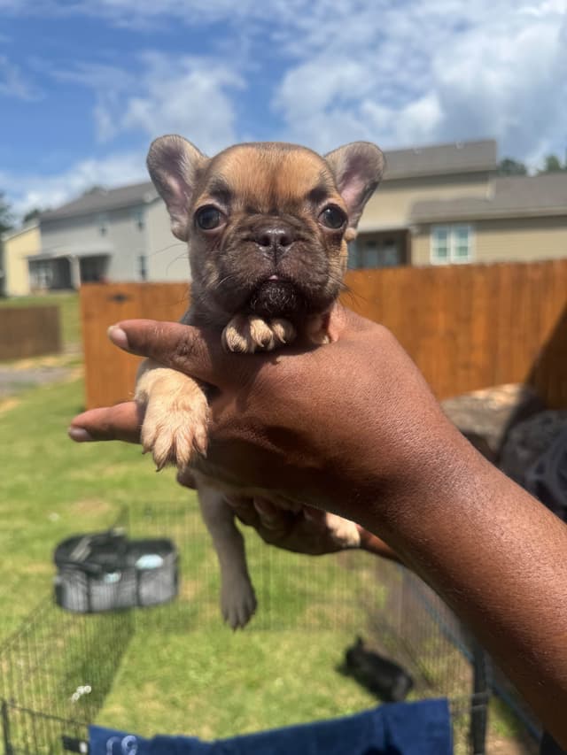 French Bulldog Puppies media 2