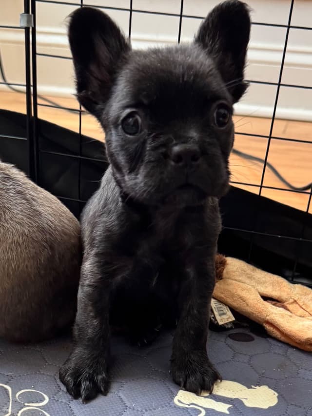 French Bulldog Puppies media 3