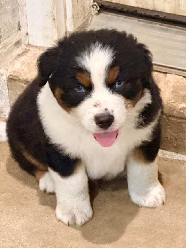 Australian Shepherd Puppies media 2