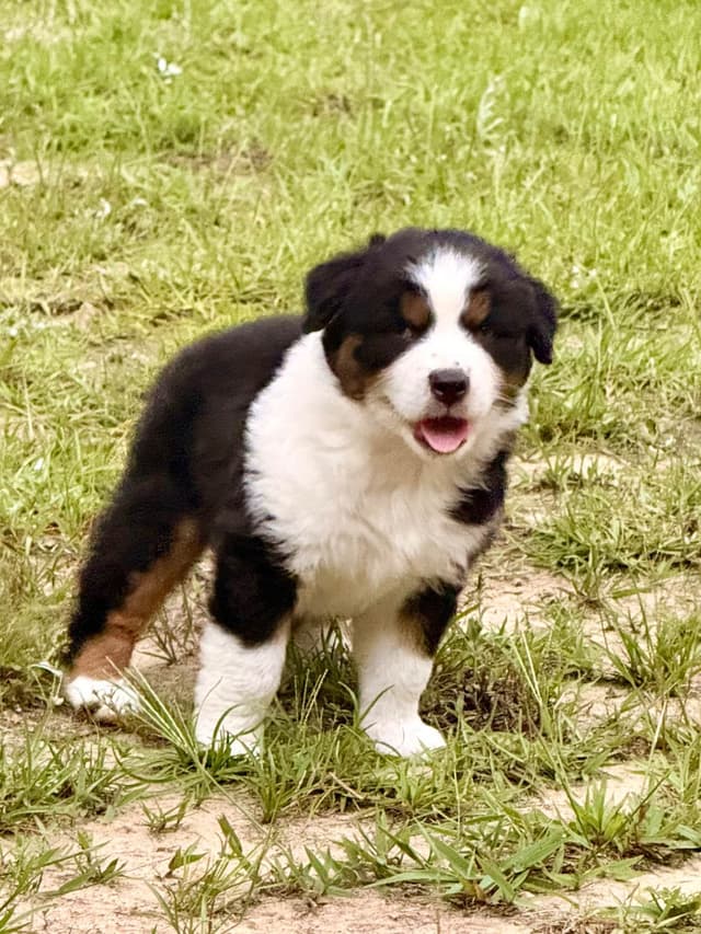 Australian Shepherd Puppies media 3
