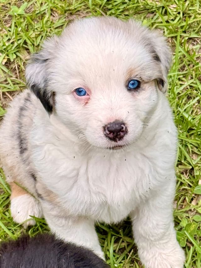 Australian Shepherd Puppies media 4