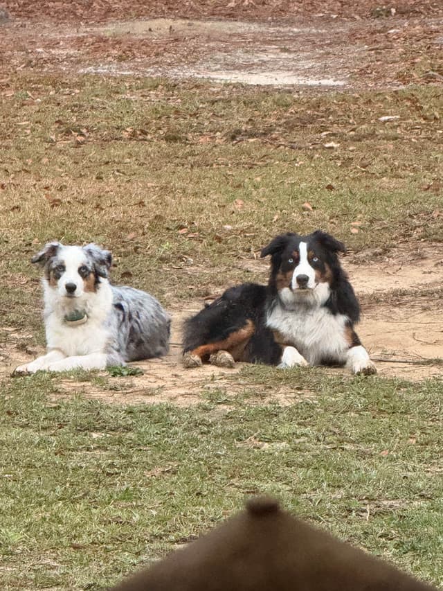 Australian Shepherd Puppies media 7