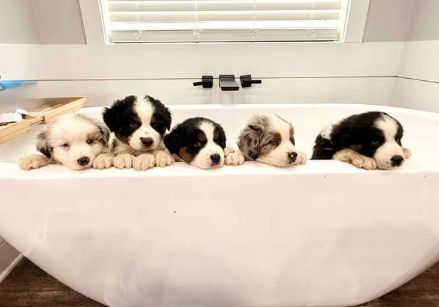 Australian Shepherd Puppies media 8