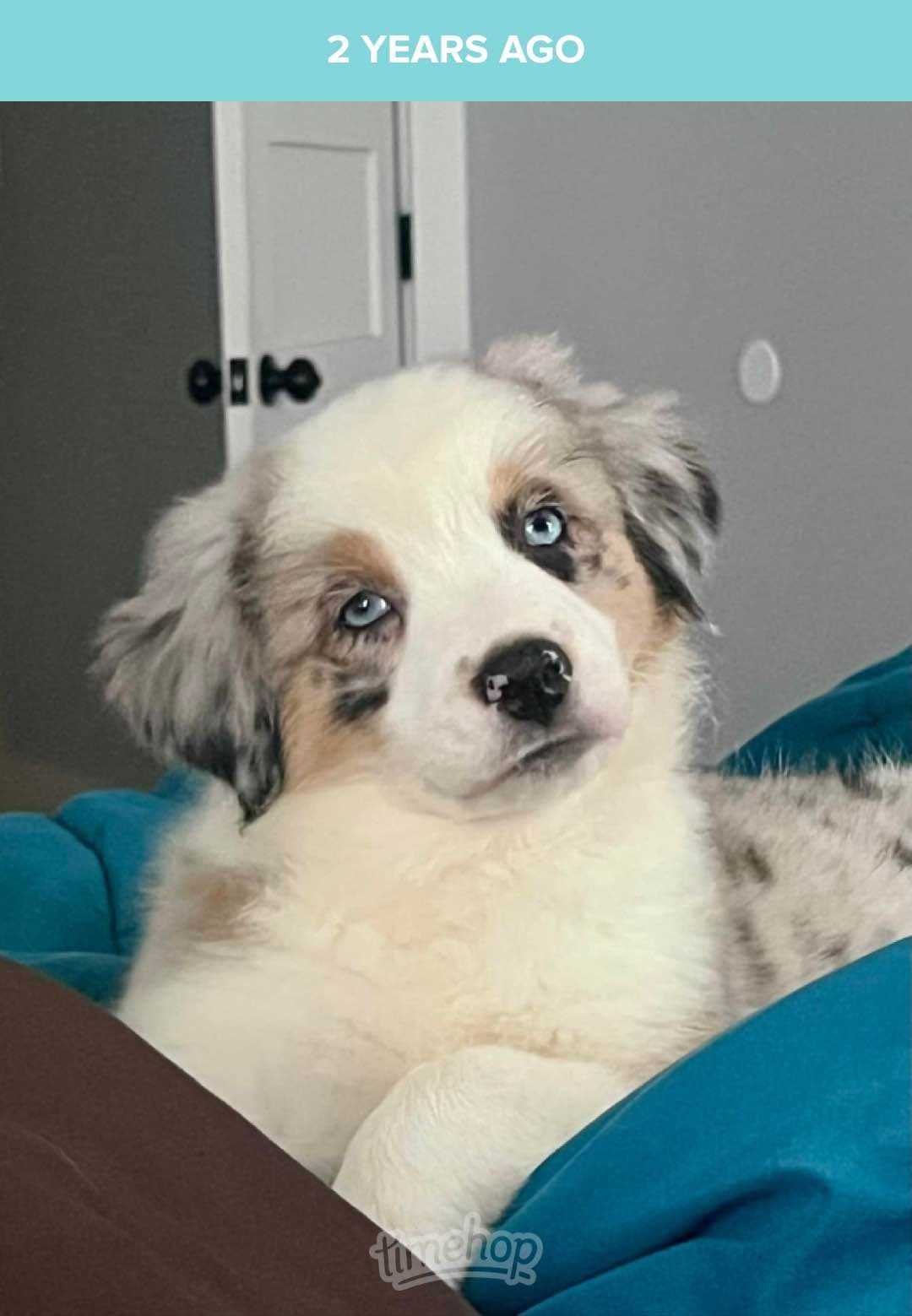 Australian Shepherd Puppies breeder image 1