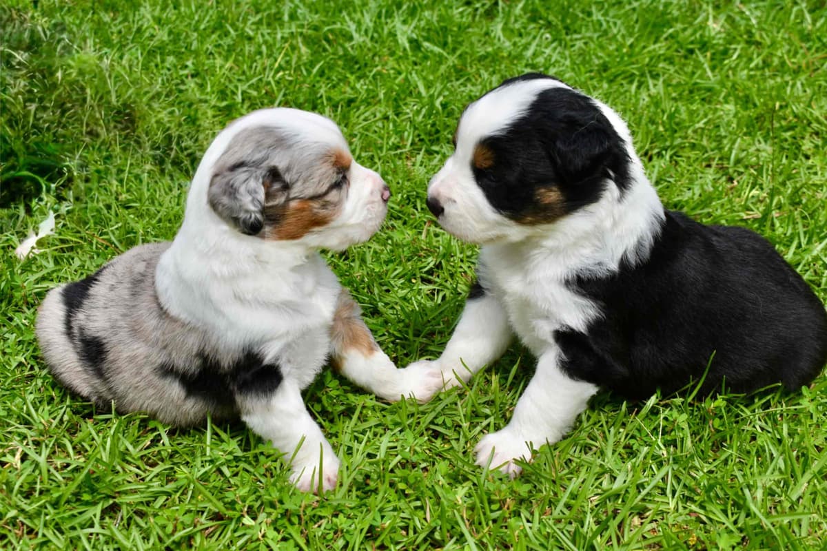 Australian Shepherd Puppies breeder image 2