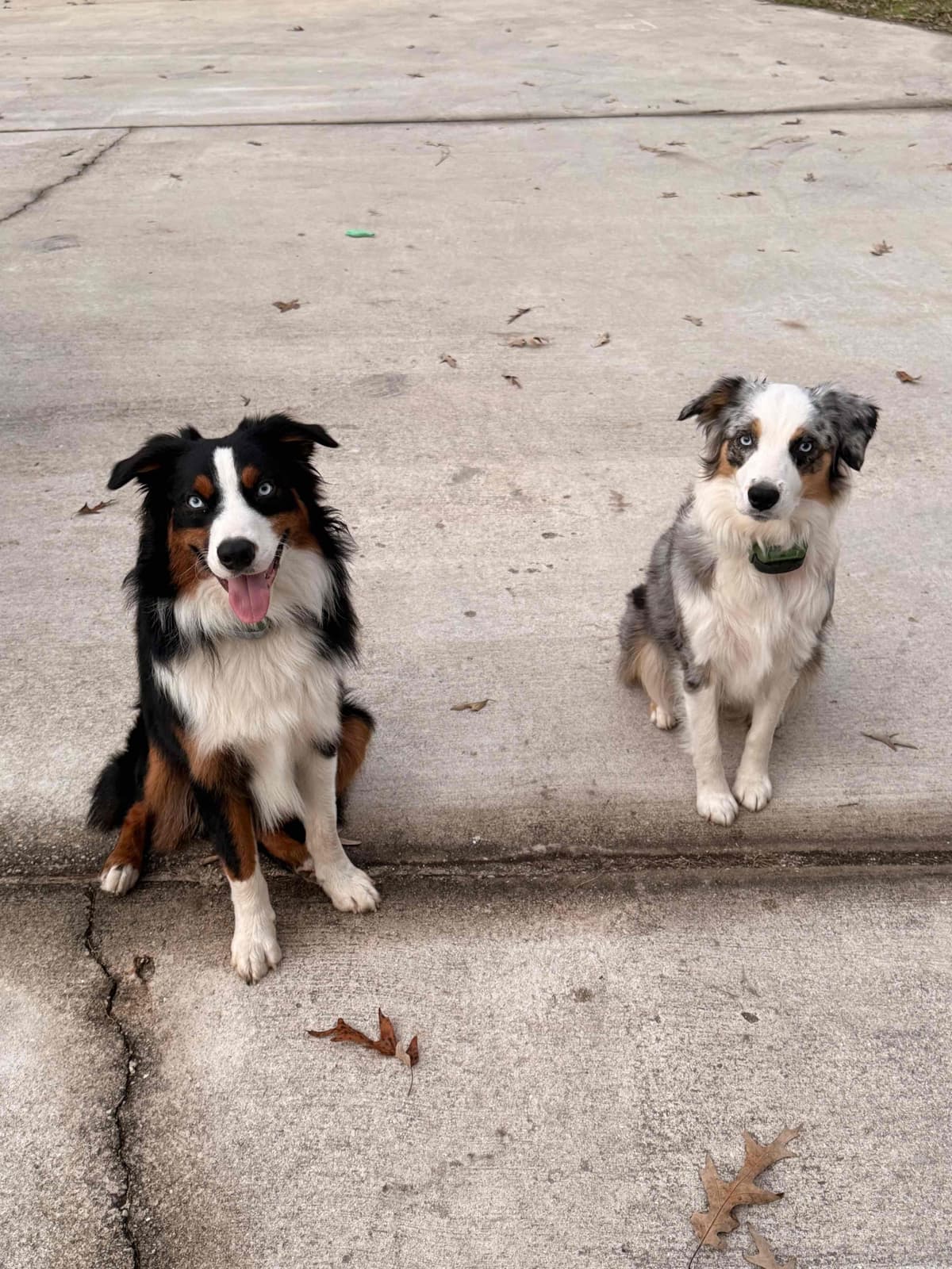 Australian Shepherd Puppies breeder image 5