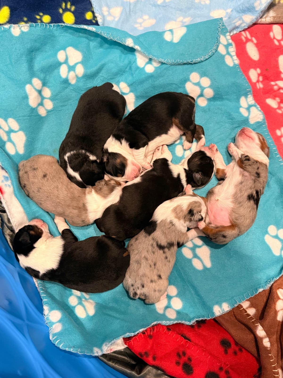 Australian Shepherd Puppies breeder image 6
